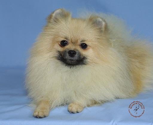 Pomeranian 9W042D-113.JPG